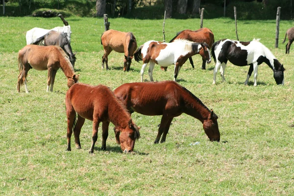 Konie wypas w polu — Zdjęcie stockowe