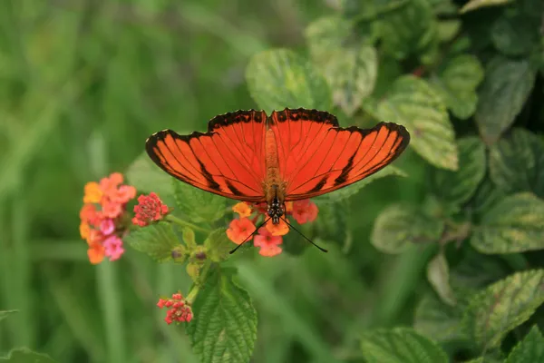 Fiore impollinazione farfalla arancione — Foto Stock