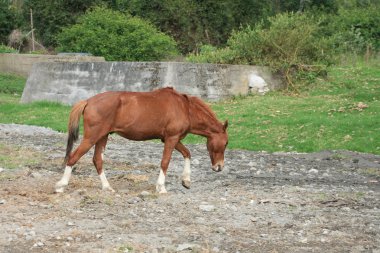 kahverengi at yürüyüş