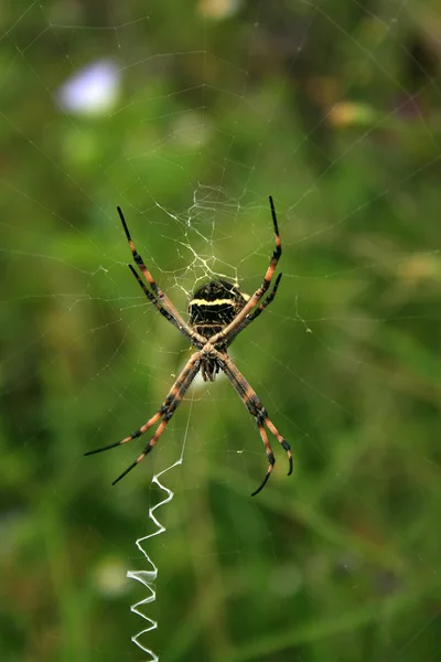 Orb Weaver Aranha por trás de uma teia — Fotografia de Stock