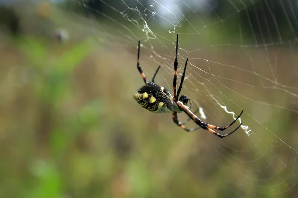Abdômen de uma aranha de tecelão de orbe — Fotografia de Stock