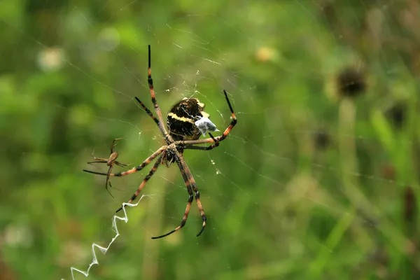Dvojice pavouků na web — Stock fotografie