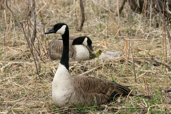 Ganso macho de Canadá que protege a las hembras y los goslings — Foto de Stock
