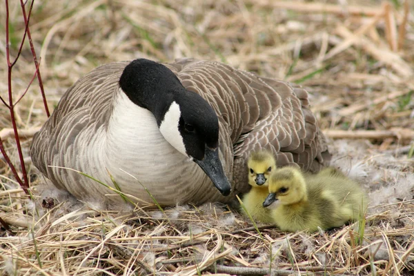 Canada Goose and Two Goslings — Stock Photo, Image