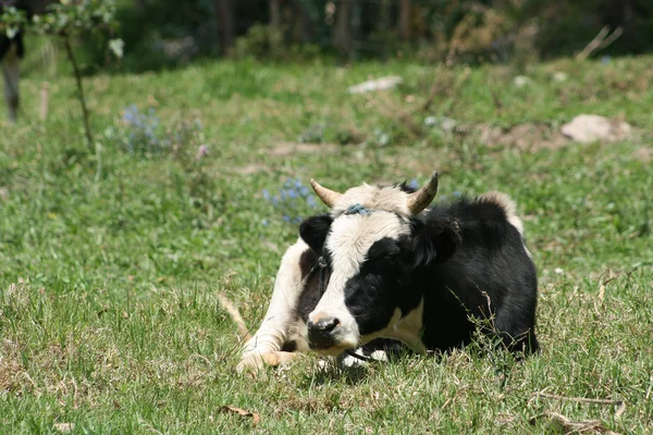 Holstein Vaca deitada em um prado — Fotografia de Stock