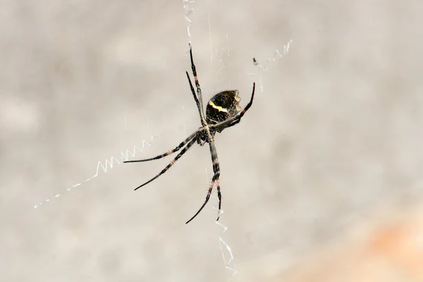 Orb Weaver Spider na teia de seda — Fotografia de Stock
