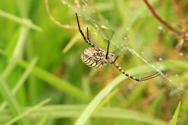 Aranha de tecelão de orbe listrado — Fotografia de Stock
