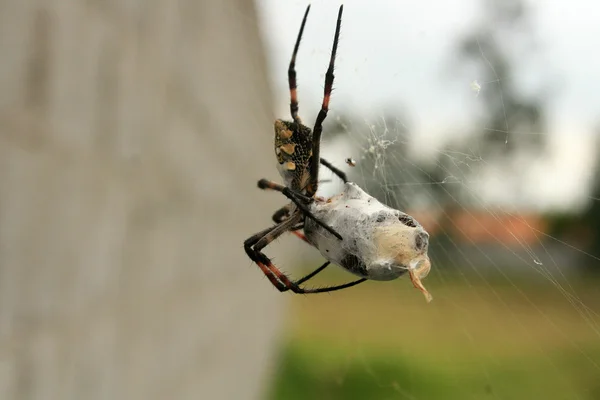 Orb Weaver Spider Embrulhando uma abelha — Fotografia de Stock