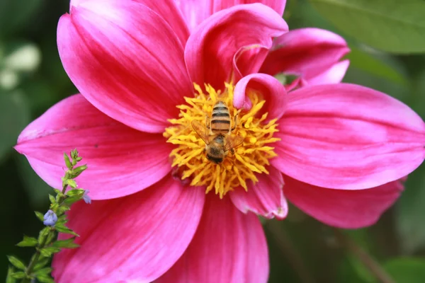 Honey Bee on a Purple Flower — Stock Photo, Image