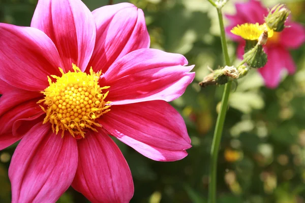 ดอกไม้สีชมพูขนาดใหญ่ — ภาพถ่ายสต็อก