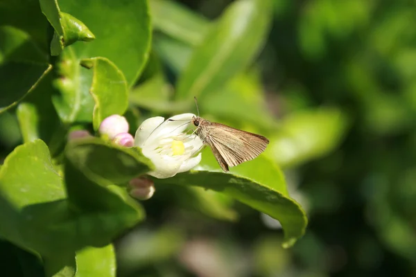 Moth on a Lemon Tree — Stock Photo, Image