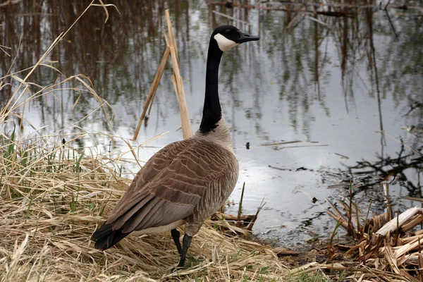 Kanadagans steht am Wasser — Stockfoto