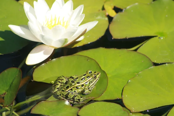 Frog on Lily Pad — Stock Photo, Image