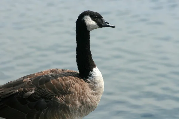 Goose Next to a Lake — Stock Photo, Image