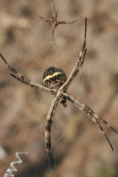 Dvojice pavouků na web — Stock fotografie