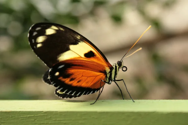 Orange Yellow and Black Butterfly — Stock Photo, Image