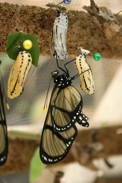 Yellow and Black Butterfly Emerging — Stock Photo, Image