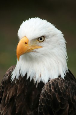 Kel kartal başkanı