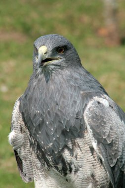 Siyah göğüslü şahin kartal.