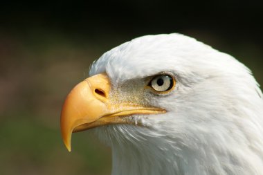 Kel kartal izlerken
