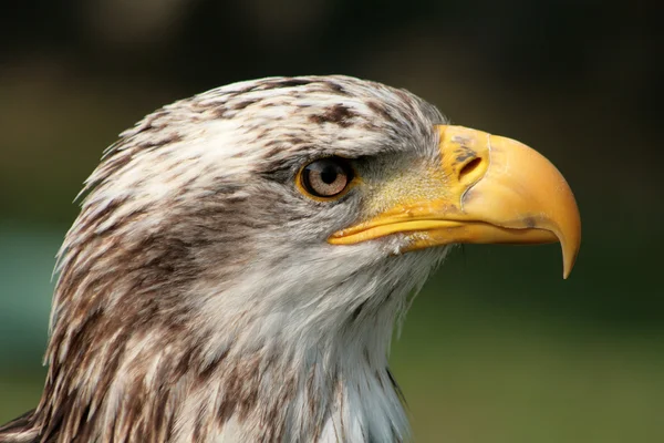 Θηλυκό φαλακρός αετός — Φωτογραφία Αρχείου