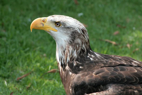 Águila calva inmadura femenina —  Fotos de Stock