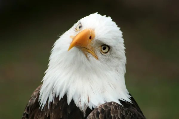 Nyfiken skallig örn — Stockfoto