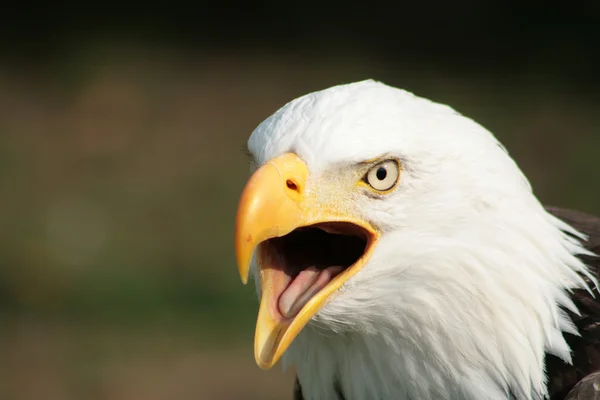 Chirping Bald Eagle — Stock Photo, Image