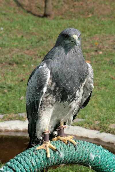 Black Chested Buzzard Eagle em um poleiro — Fotografia de Stock