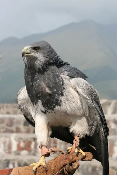 Buzzard peito preto em uma luva — Fotografia de Stock