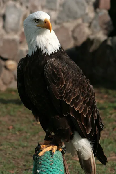 Weißkopfseeadler auf einem Barsch — Stockfoto