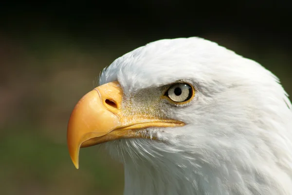 Bald eagle tittar — Stockfoto