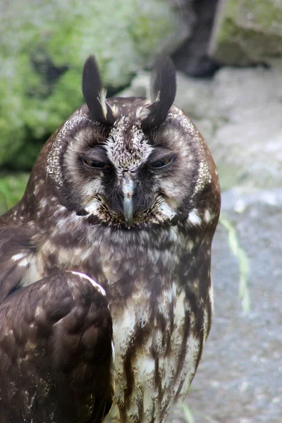 Stygian baykuş