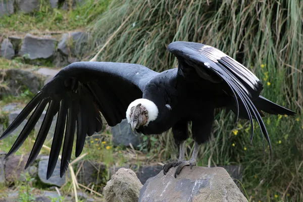 Condor andino masculino com asas abertas — Fotografia de Stock