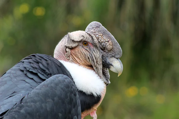 Condor andino masculino — Fotografia de Stock