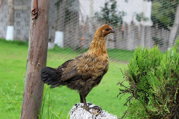 Bir tünek üzerinde kahverengi tavuk — Stok fotoğraf