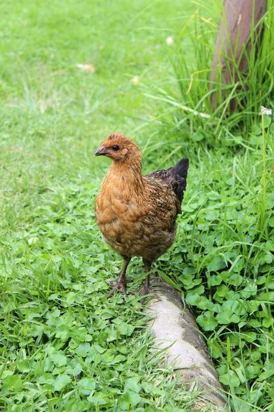 Frango marrom em um campo — Fotografia de Stock