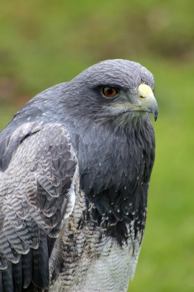 Maduro preto peito Buzzard águia — Fotografia de Stock