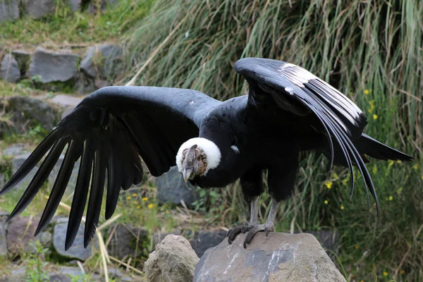 Male Andean Condor With Spread Wings — Stock Photo, Image