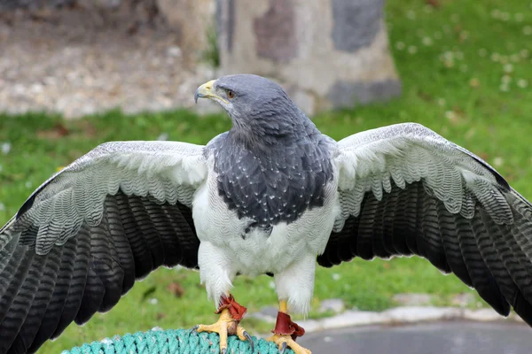 Svart överkropp buzzard örn med spridning påskyndar — Stockfoto