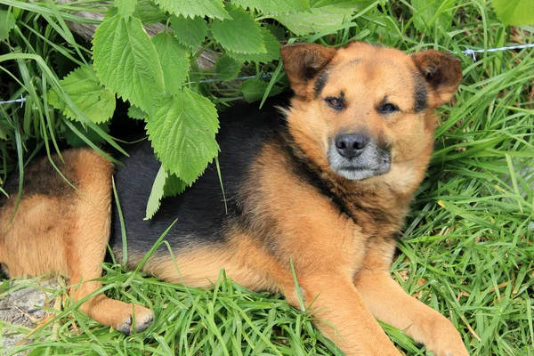 bir çalının altına kahverengi köpek