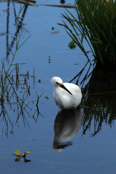 Snowy Egret em pé na água — Fotografia de Stock