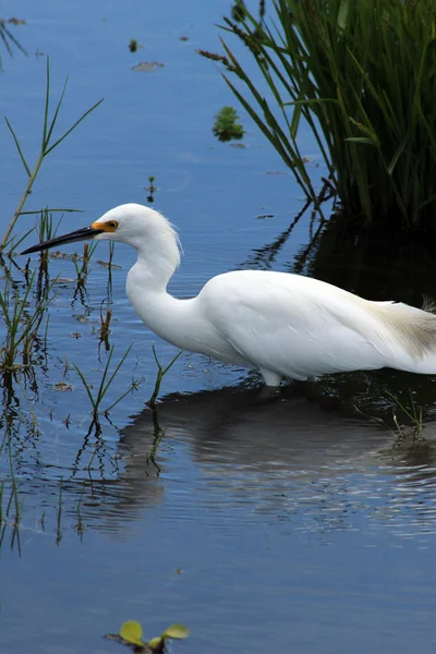 Snowy egret dichtbij kust — Stockfoto