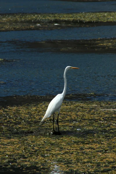 Great Heron Standing at the Edge of a Lake — Stock Photo, Image