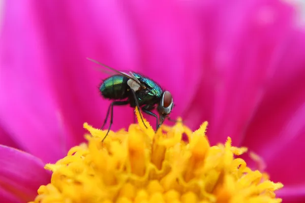 Volare su un fiore viola — Foto Stock