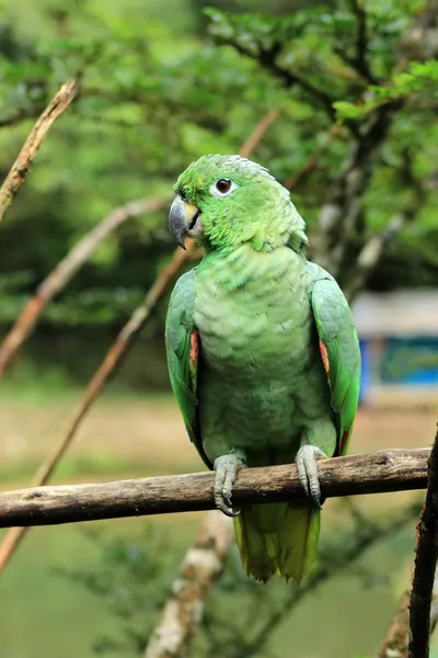 Papagaio verde em um ramo — Fotografia de Stock