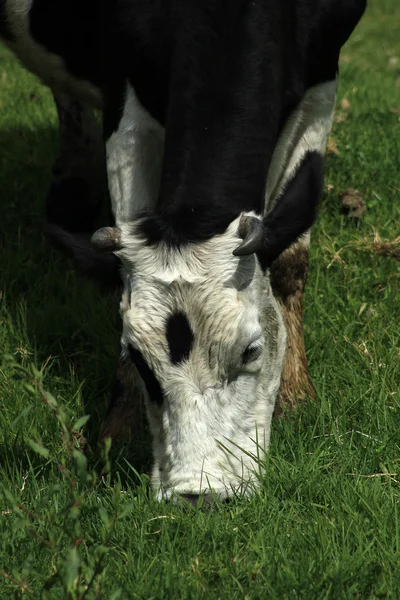 Bruine en witte koe grazen — Stockfoto