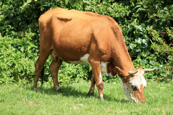 Bruine en witte koe grazen — Stockfoto