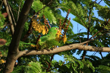 Yeşil papağan yeme çiçekler