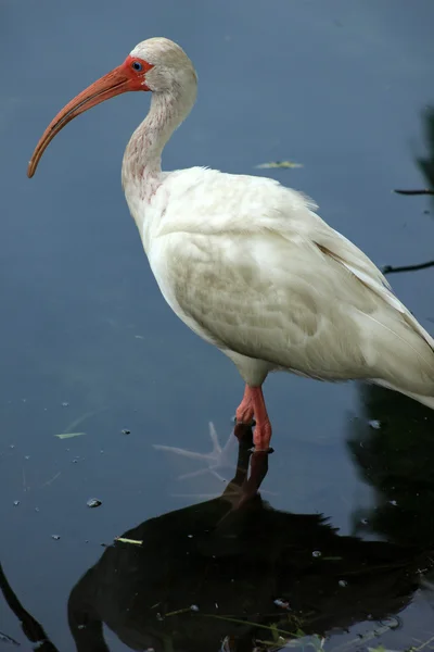 Ibis branco americano — Fotografia de Stock